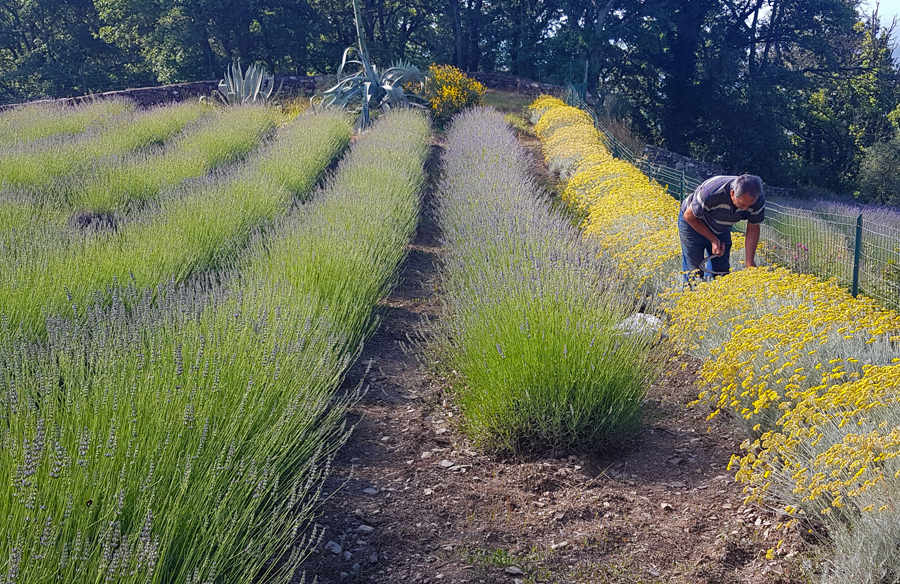 Lavanda