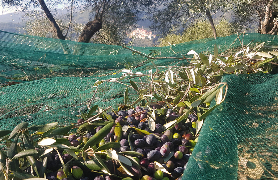 Die Taggiasca-Olive